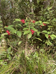 Ardisia cornudentata morrisonensis