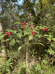 Ardisia cornudentata morrisonensis