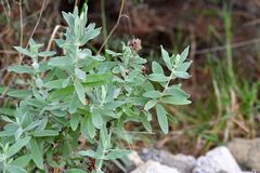 Cerastium tomentosum