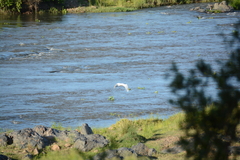 Ardea alba melanorhynchos