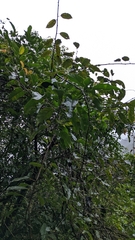 Turpinia formosana