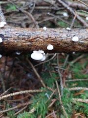 Marasmiellus candidus