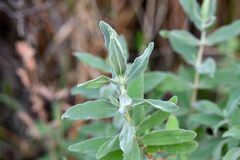 Cerastium tomentosum