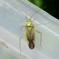 Closterotomus trivialis