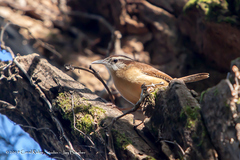 Thryothorus ludovicianus