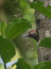 Colaptes rubiginosus