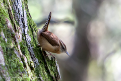 Thryothorus ludovicianus