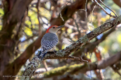 Melanerpes carolinus