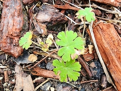 Geranium pusillum