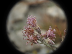 Adenostyles leucophylla