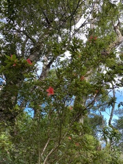 Rhododendron oldhamii