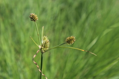 Cyperus uitenhagensis
