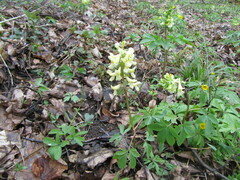 Corydalis cava marschalliana