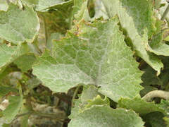 Adenostyles leucophylla