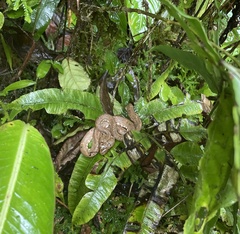 Bothriechis schlegelii