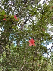 Rhododendron oldhamii