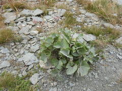 Adenostyles leucophylla