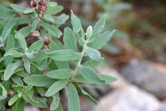 Cerastium tomentosum