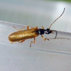 Rhagonycha lignosa
