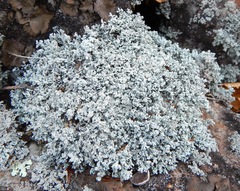 Stereocaulon saxatile