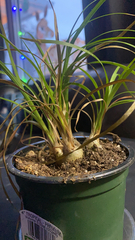 Beaucarnea recurvata