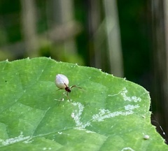 Argyrodes antipodianus