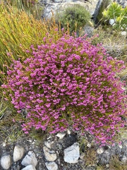 Erica multumbellifera
