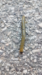Anadenobolus monilicornis
