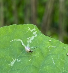 Argyrodes antipodianus