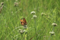 Catacroptera cloanthe