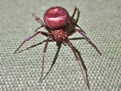 Steatoda grossa