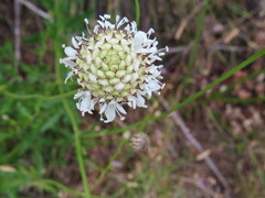 Cephalaria rigida