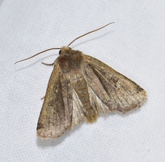 Conistra erythrocephala