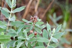 Cerastium tomentosum