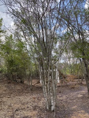 Dichrostachys