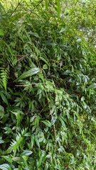Achyranthes