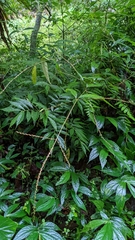 Achyranthes
