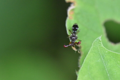 Megalabops quadriguttata