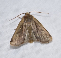 Conistra erythrocephala