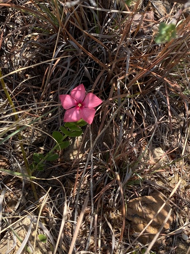 Catharanthus ovalis image