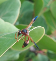 Delta dimidiatipenne