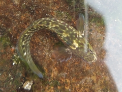 Parablennius parvicornis