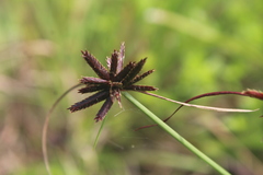 Cyperus rupestris