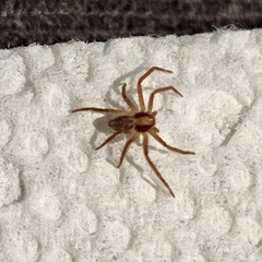 Philodromidae