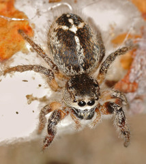 Pellenes tripunctatus