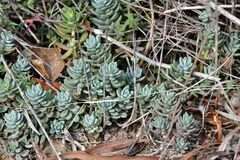 Petrosedum sediforme