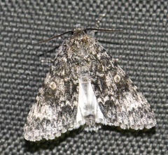 Acronicta megacephala