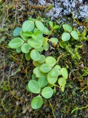 Peperomia