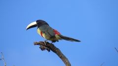 Pteroglossus aracari
