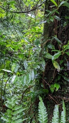 Hydrangea viburnoides